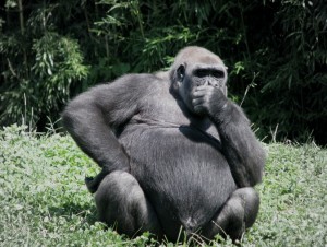 gorilla thought